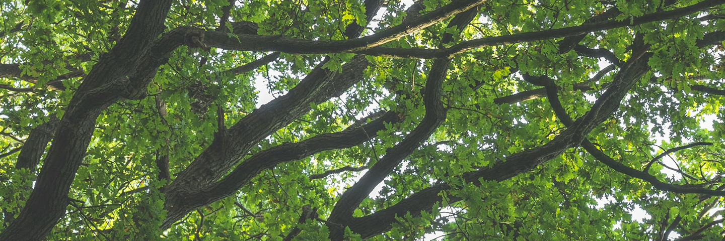 lorem ipsum – Classic Oak